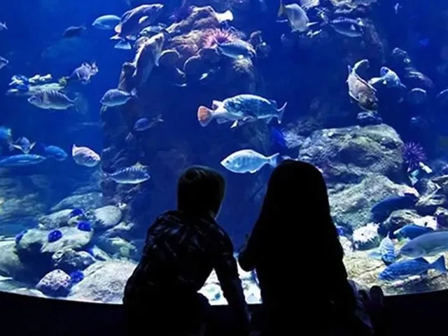 Marele Acvariu din Hurghada