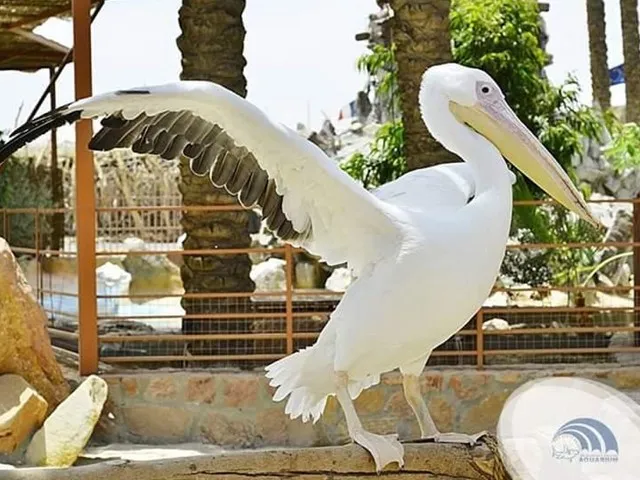 Marele Acvariu din Hurghada