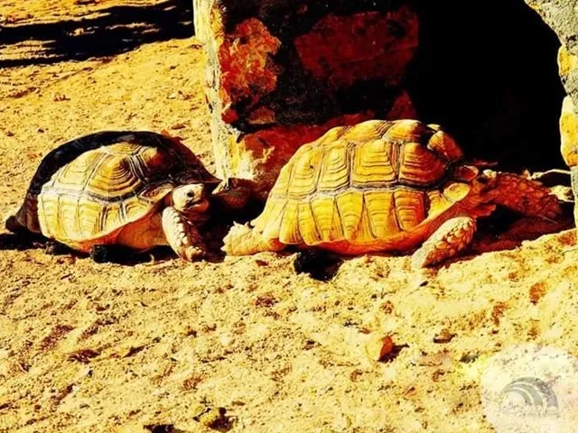 Marele Acvariu din Hurghada