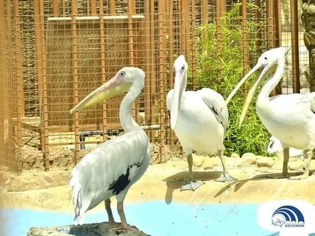 Marele Acvariu din Hurghada