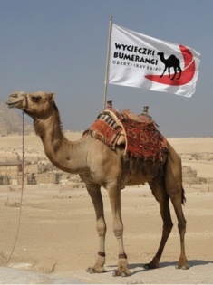 wielbłąd z logo