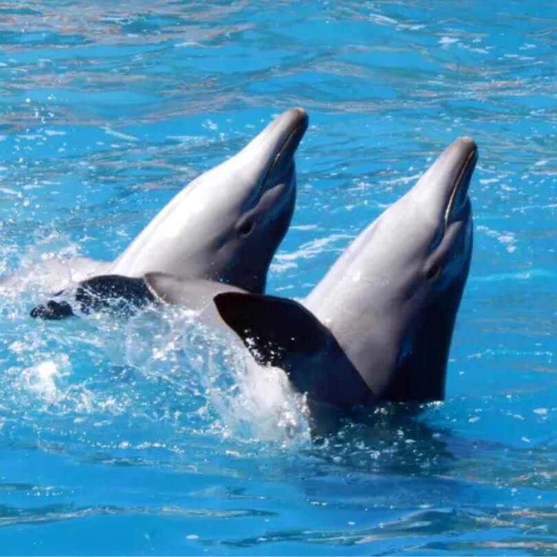 delfinarium-hurghada-show