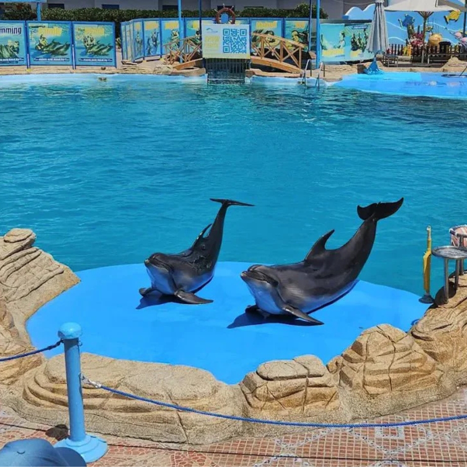 delfinarium-show-hurghada (1)