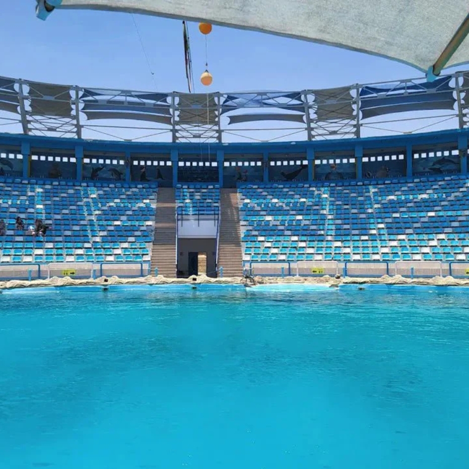 delfinarium-show-hurghada (3)