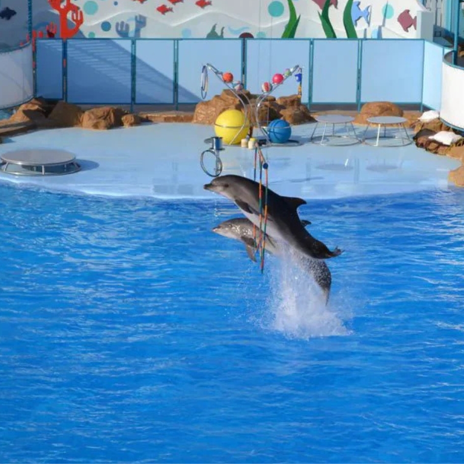delfinarium-show-hurghada (5)
